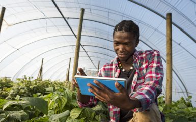 An surface level image of a young African Xhosa Male in his greenhouse vegetable garden, sits on his haunches while referencing information on his tablet.