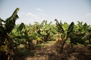 agricultural land in Burkina Faso